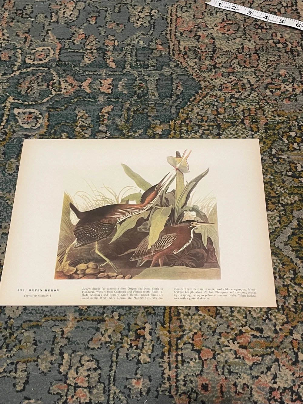 Vintage Green Heron Nature Print Wall Art - Brown and Green